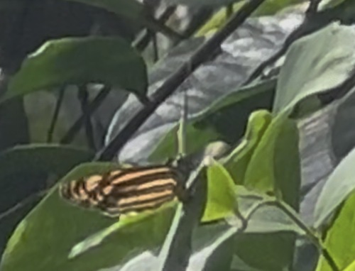 Lasippa monata