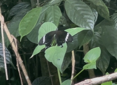 Black-and-white Helen Swallowtail