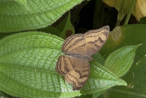 Chocolate Pansy