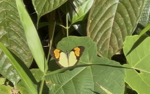 Yellow Orange Tip