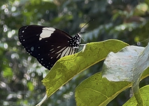 Magpie Crow Butterfly