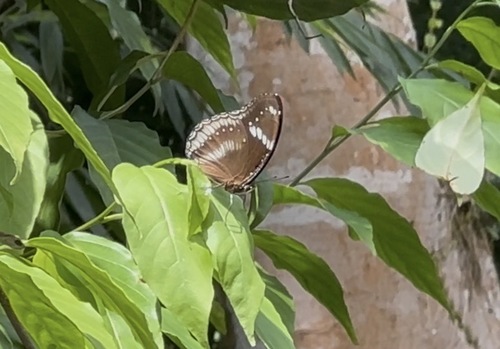 Great Eggfly