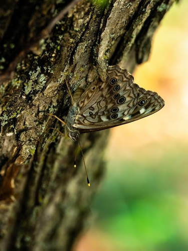 Hackberry Emperor