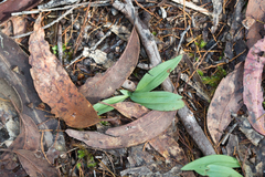 Arthrochilus prolixus