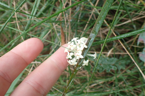 Pimelea humilis, photograph 5