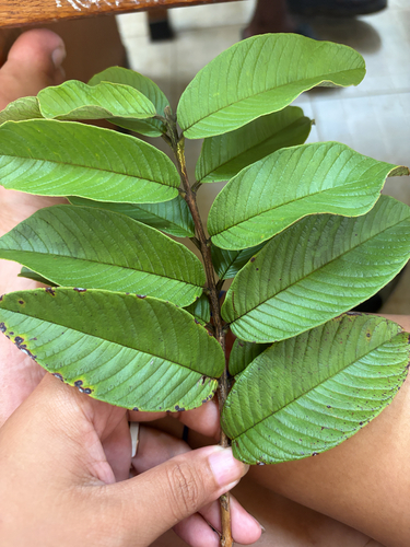 Psidium guajava observed 2026-09-08