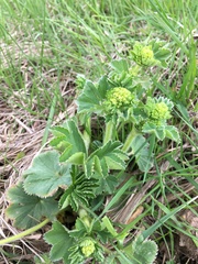 Alchemilla propinqua