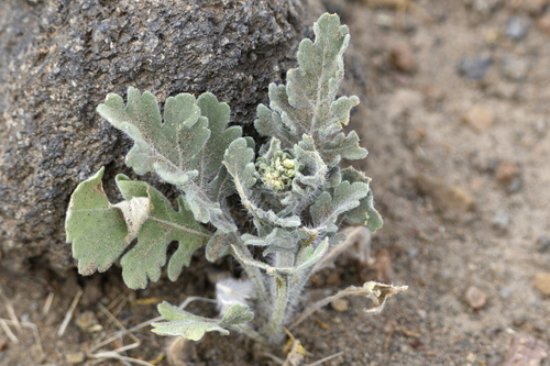 Parthenium confertum