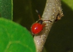 Largidae