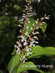 Alpinia intermedia
