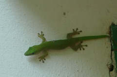 Phelsuma kochi