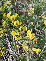 Chamaecytisus ratisbonensis