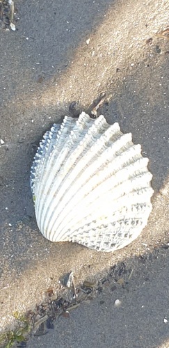Acanthocardia echinata, 2026-08-25