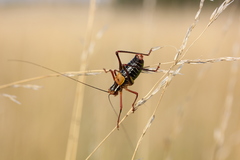 Barbitistes constrictus