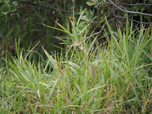 Stenotaphrum secundatum, photograph 6