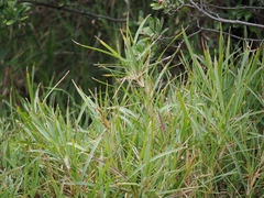 Stenotaphrum secundatum, photograph (c) Angus Campbell, some rights reserved (CC BY)