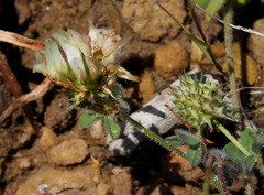 Trifolium plebeium
