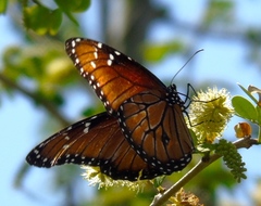 Danaus eresimus montezuma