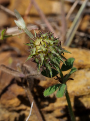 Trifolium plebeium