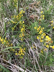 Chamaecytisus ratisbonensis