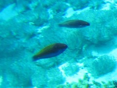 Cirrhilabrus chaliasi