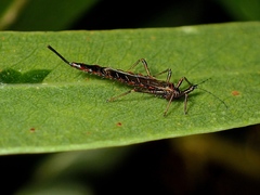 Idolothrips spectrum