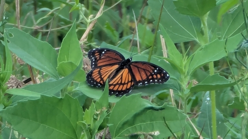 Viceroy