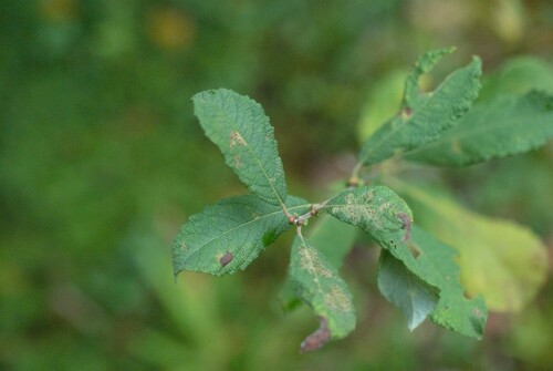 Salix aurita, photograph 2