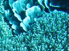 Echinopora lamellosa image
