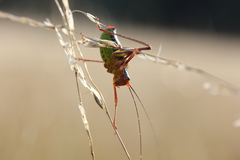 Barbitistes constrictus