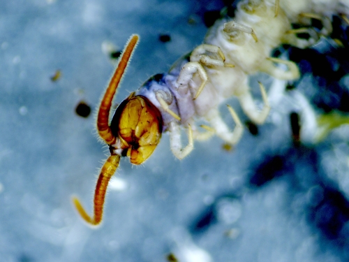 Simobius ginampus