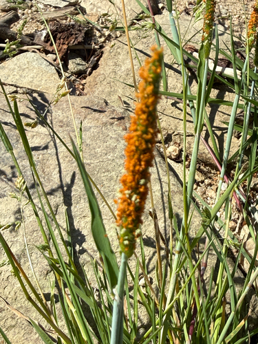 Alopecurus aequalis, photograph 2