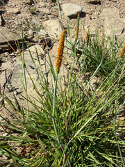 Alopecurus aequalis
