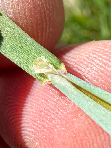 Alopecurus aequalis, photograph 5