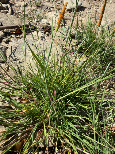 Alopecurus aequalis, photograph 6