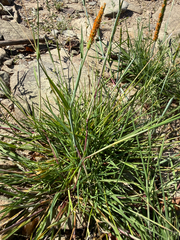 Alopecurus aequalis, photograph (c) Thomas Ebner, some rights reserved (CC BY)
