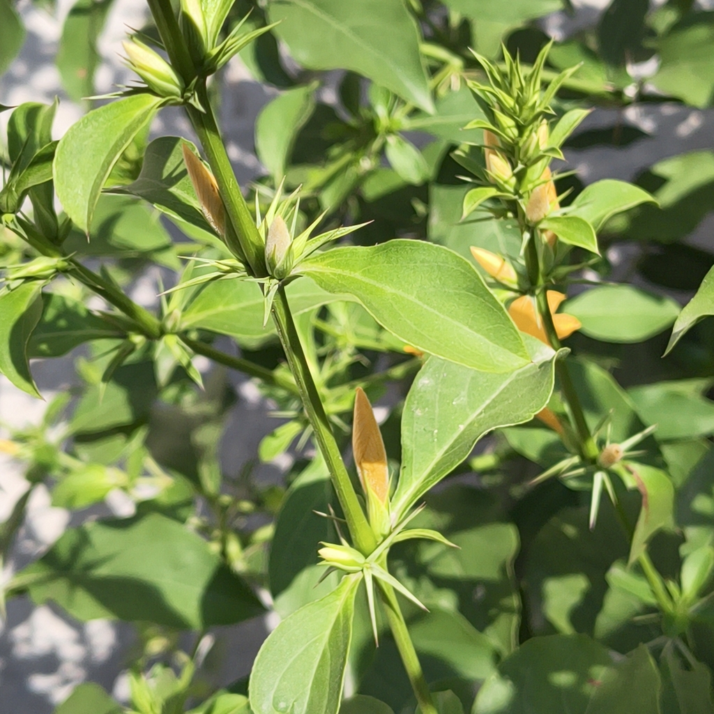Barleria prionitis; photograph (c) Raja Sekhar Chimirala, some rights reserved (CC BY)