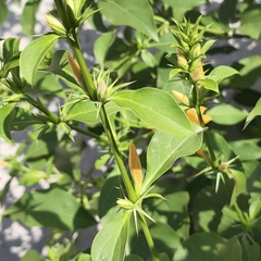 Barleria prionitis