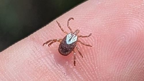 Gulf Coast Tick