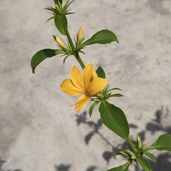 (c) Raja Sekhar Chimirala, some rights reserved (CC BY) Barleria prionitis, photograph (c) Raja Sekhar Chimirala, some rights reserved (CC BY)