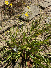 Ranunculus flammula, photograph (c) Thomas Ebner, some rights reserved (CC BY)