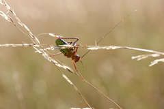 Barbitistes constrictus