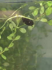Hydrobius