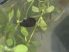 Hydrobius