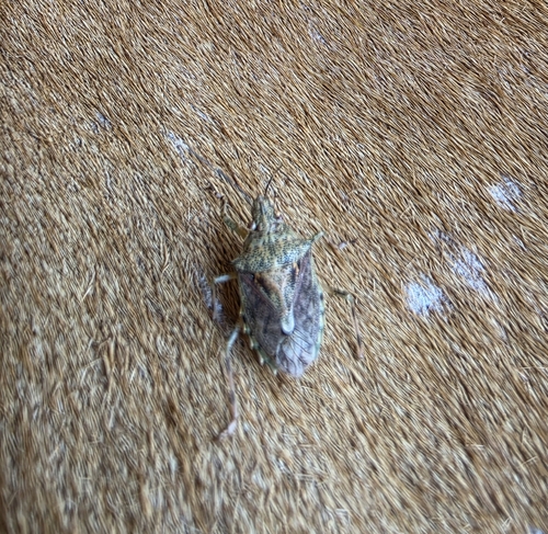 Bromocoris souefi
