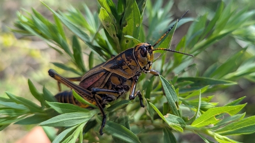 Eastern Lubber Grasshopper