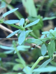 Galium leptogonium