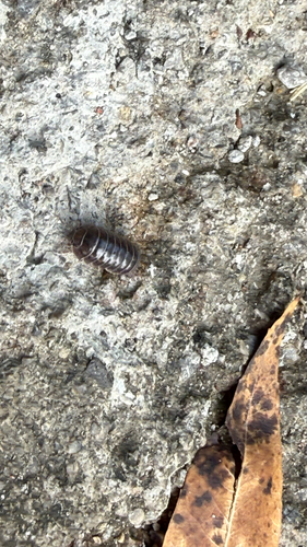 Common Pill Woodlouse