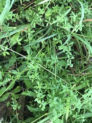 Galium leptogonium