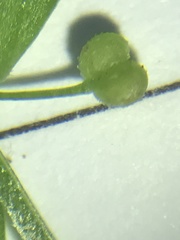 Galium leptogonium